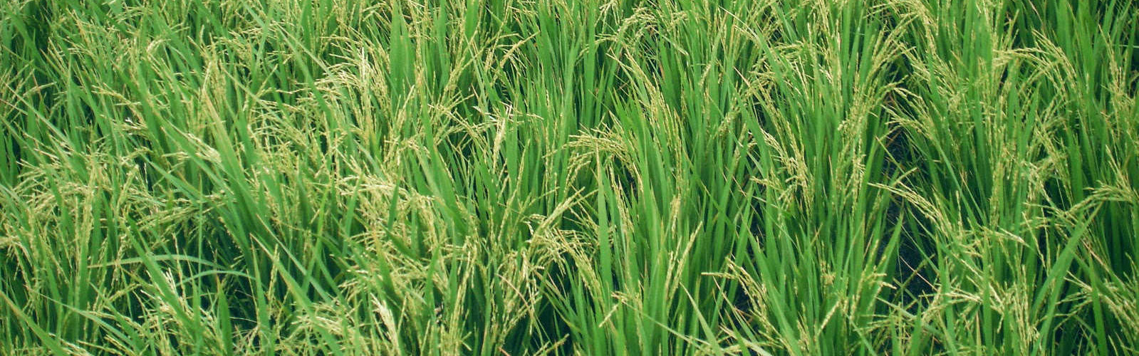 SVR_Paddy_Growth_Banner
