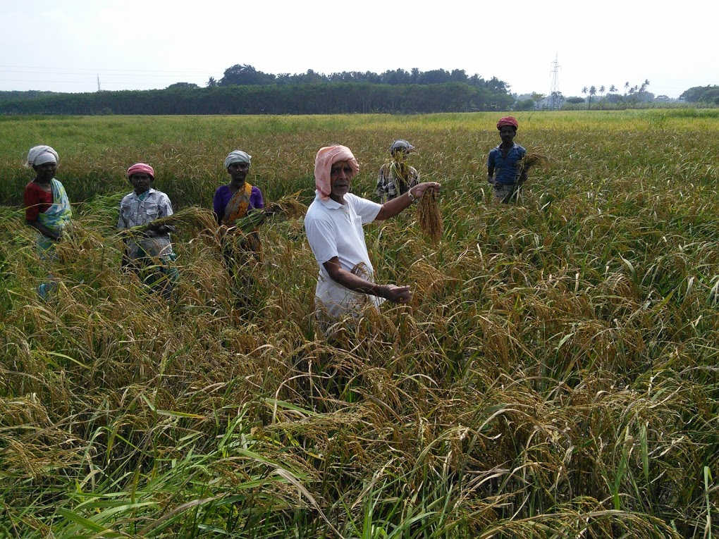 SVR Organic Seeds - Pure line selection