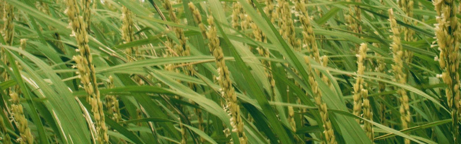 Rice Flowering Stage Picture at SVR Organic Way Farm
