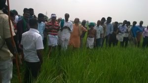traditional rice cultivation